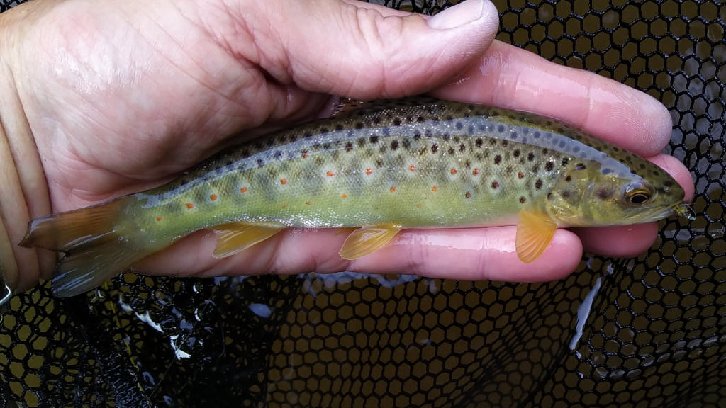 Photo of a small trout